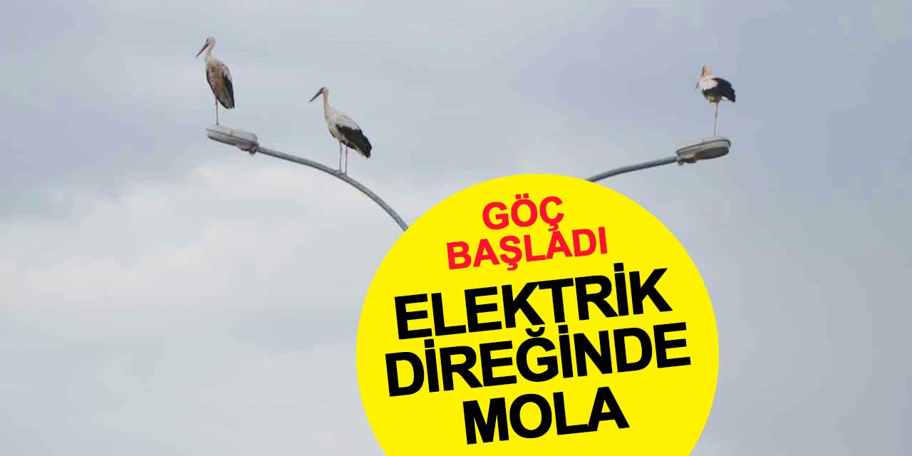Ereğli'nin elektrik direkleri, leyleklerin mola yeri oldu