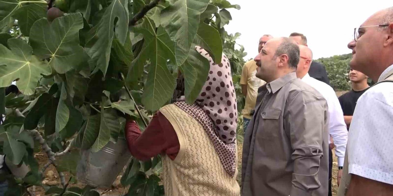 Mustafa Varank incir hasadına katılı