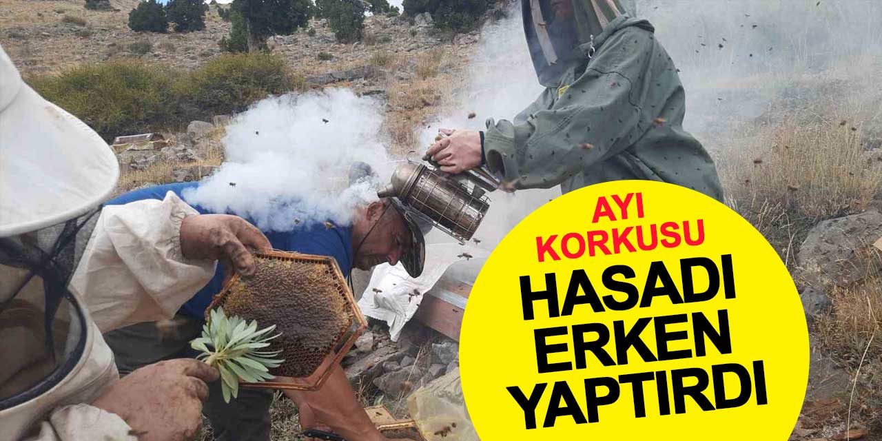 Ayı korkusu, hasadı erken yaptırdı