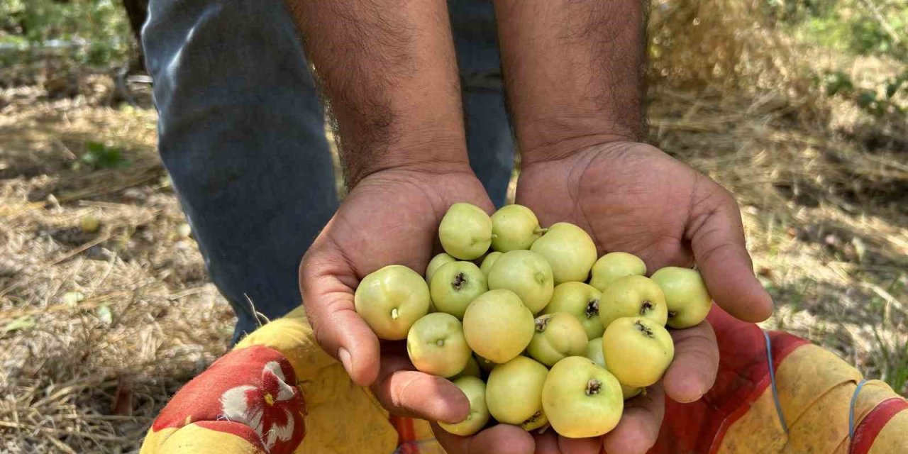 Şifa deposu alıç ihraç ediliyor