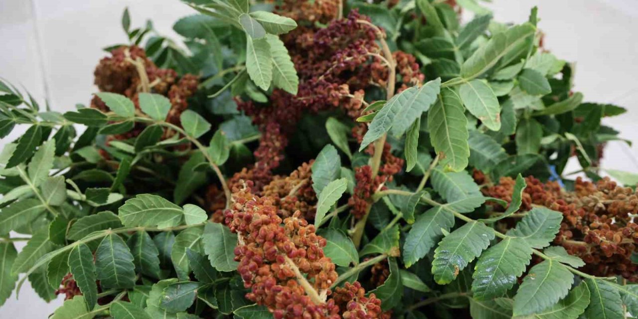 Saimbeyli'de Sumak Üretimi Ekonomiye Katkı Sağlayacak