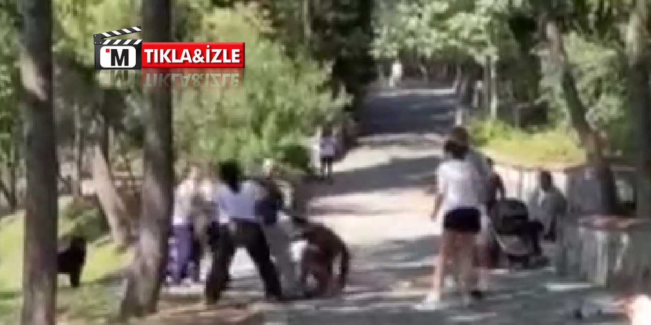 Köpeğini tasmasız gezdiren şahıs kendisini uyaranlara saldırdı