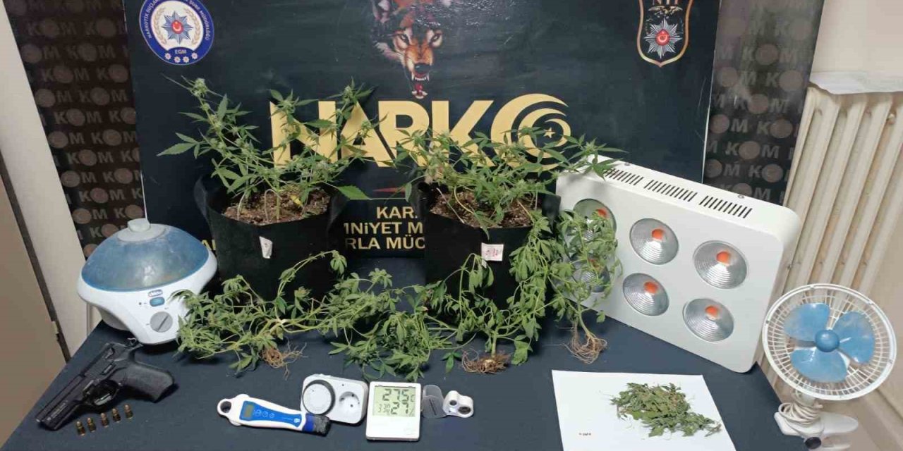 Kömürlüğe kurduğu serada kenevir yetiştiren şahıs yakalandı