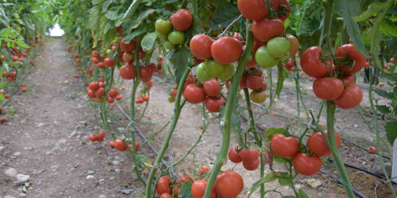 Domates azaldı fiyat arttı