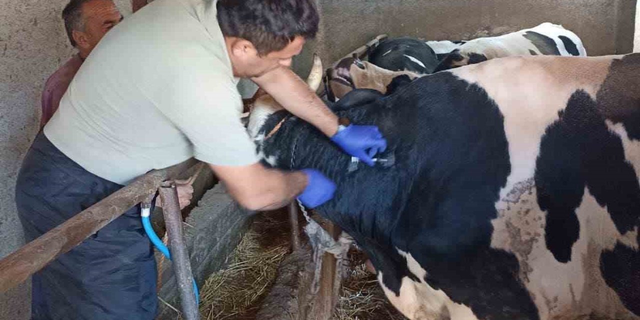 Beyşehir'de Şap Aşı Kampanyası İçin Son Tarih: 17 Kasım 2024