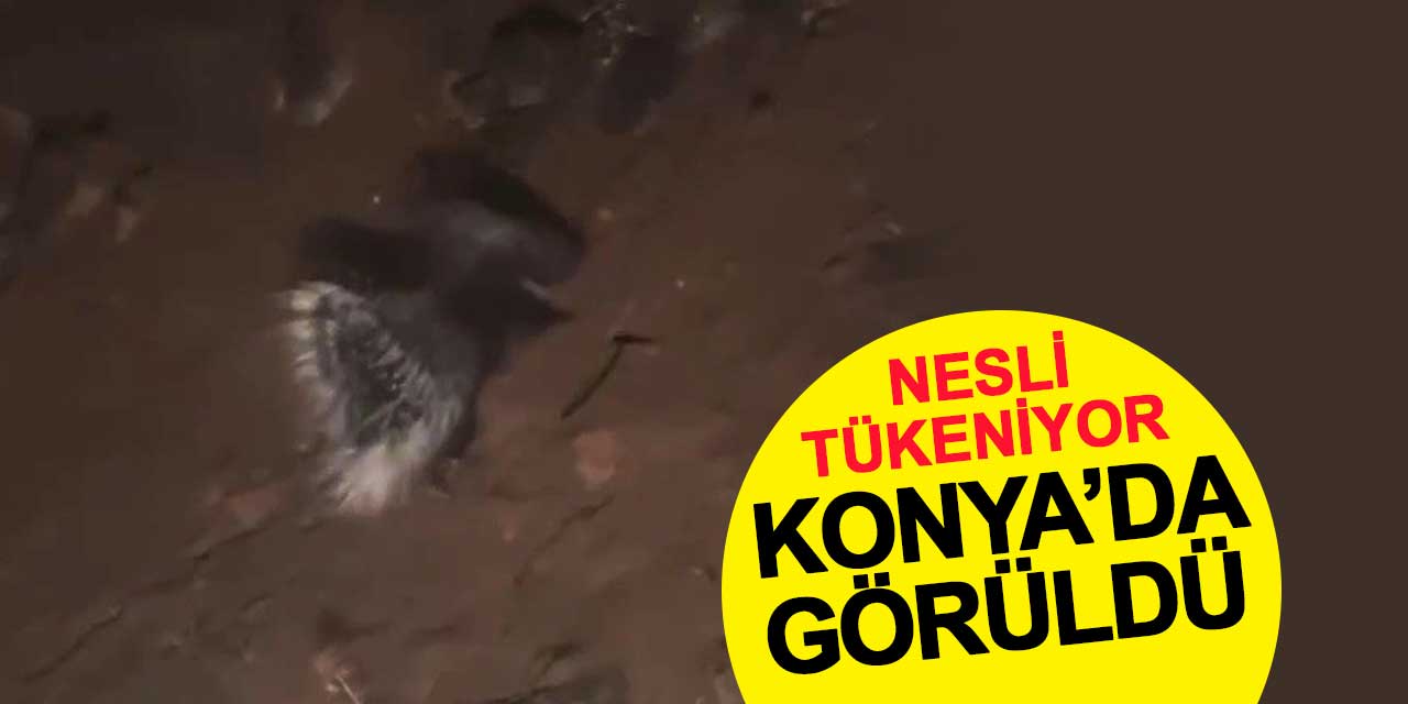 Oklu kirpi Konya'da görüldü