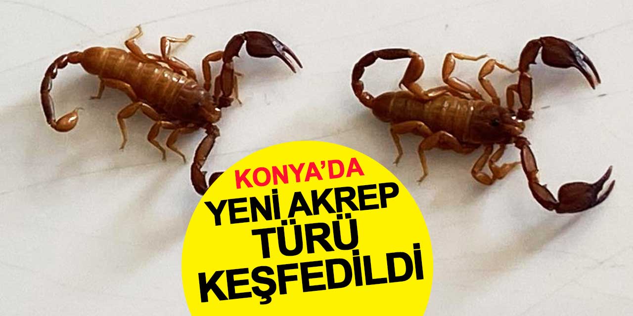 Konya'da yeni akrep türü keşfedildi