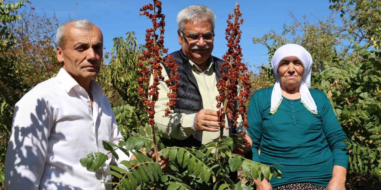 Sumakçı Dede bir ilke imza attığı sumakları miras bıraktı