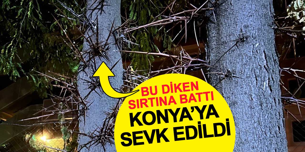 Kulu'da sırtına dev diken batan genç Selçuk Tıp'a sevk edildi