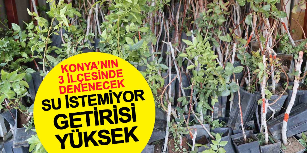 Konya'nın 3 ilçesinde denenecek: Su istemiyor, getirisi yüksek
