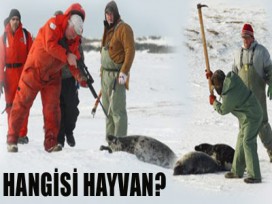 Sizce hangisi insan, hangisi hayvan?