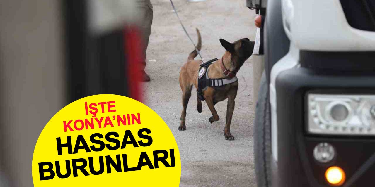 İşte Konya'nın hassas burunları