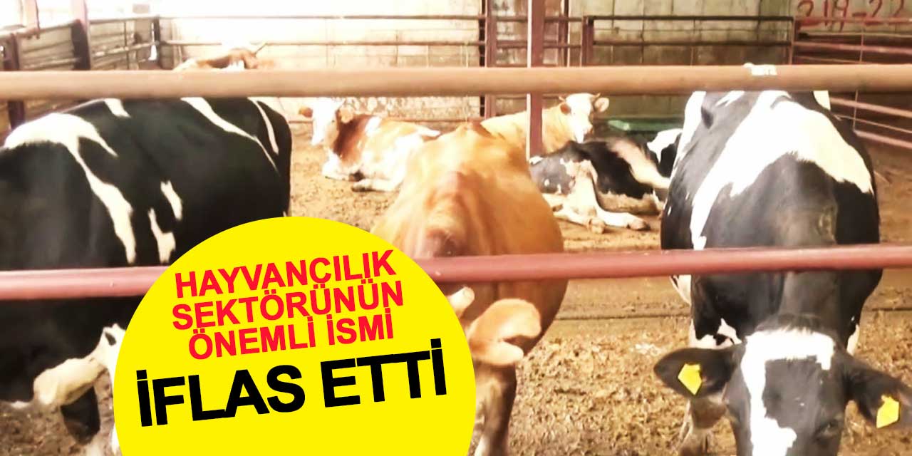 Konya'da Kayhan Hayvancılık Şirketine İflas Kararı: Konkordato Talebi Reddedildi