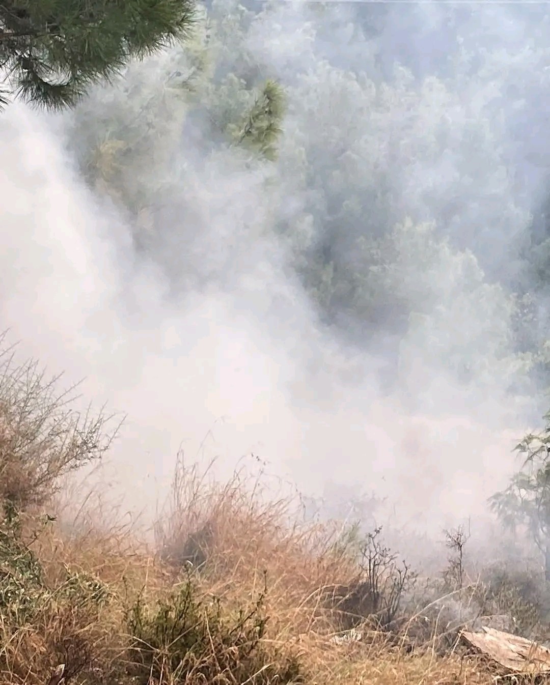 İskenderun’da orman yangını