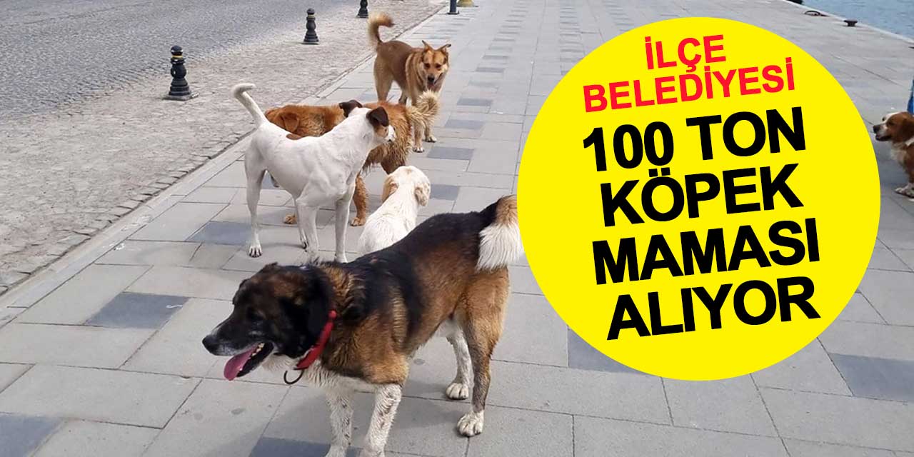 Konya'daki Belediye 100 Ton Köpek Maması Alıyor
