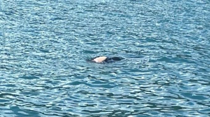 Mamasın Barajında kimliği belirsiz erkek cesedi bulundu