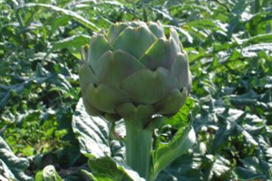 Karaciğer dostu enginar satışta