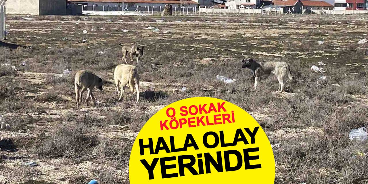 Sokak köpekleri hala olay yerinde