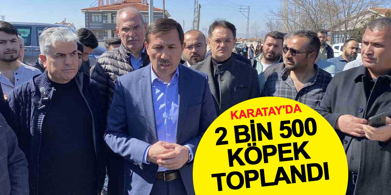 Karatay'da 2 bin 500 köpek toplandı