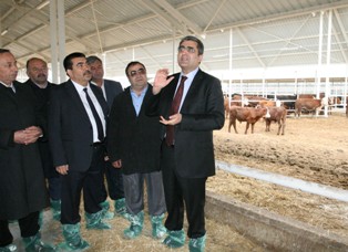Anguslara 3 bin yeni arkadaş geldi
