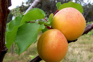 Enerji kaynağı KAYISI ATOMU