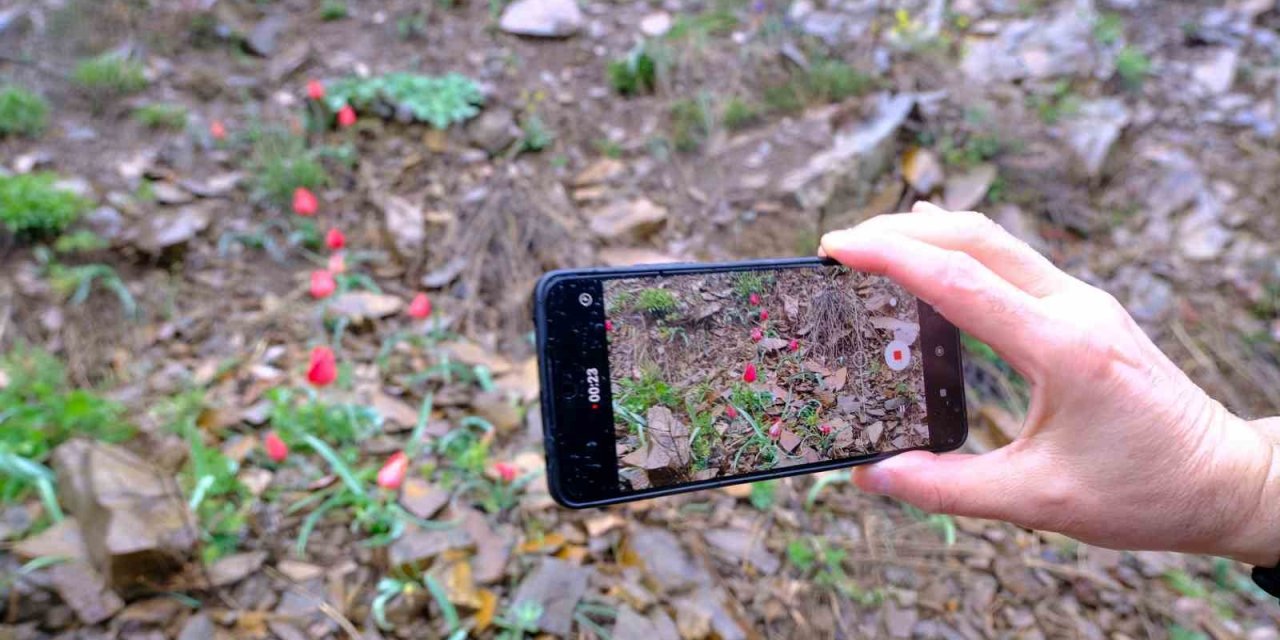 Yılda sadece 15 gün görülüyor, gören telefona sarılıyor