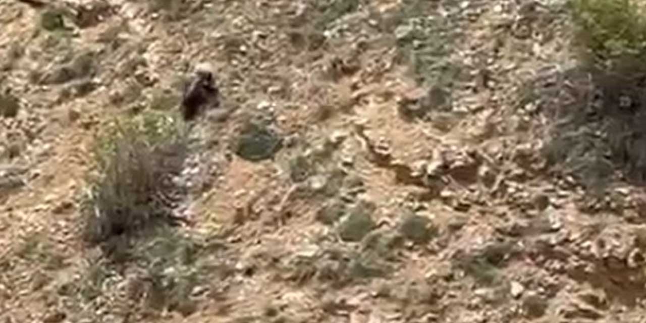 Annesini kaybeden yavru ayı bağırarak annesini aradı