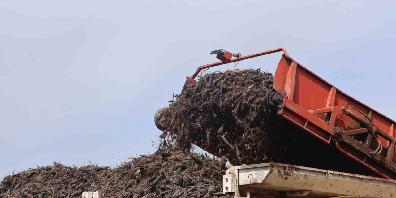 Siyah Havuç Hasadında Rekor Verim: Tonu 4.900 TL’den Alıcı Buluyor