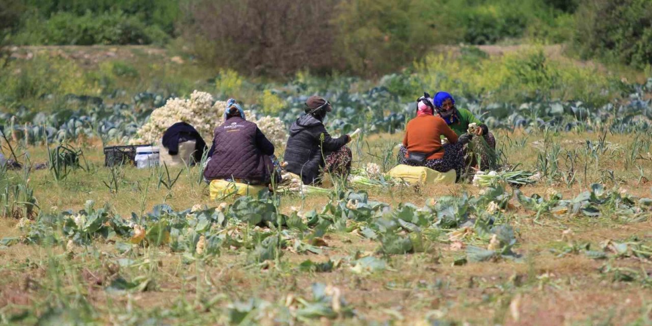 Kuruyan göl havzasında tarım yapan çiftçilere DSİ'den tahliye uyarısı