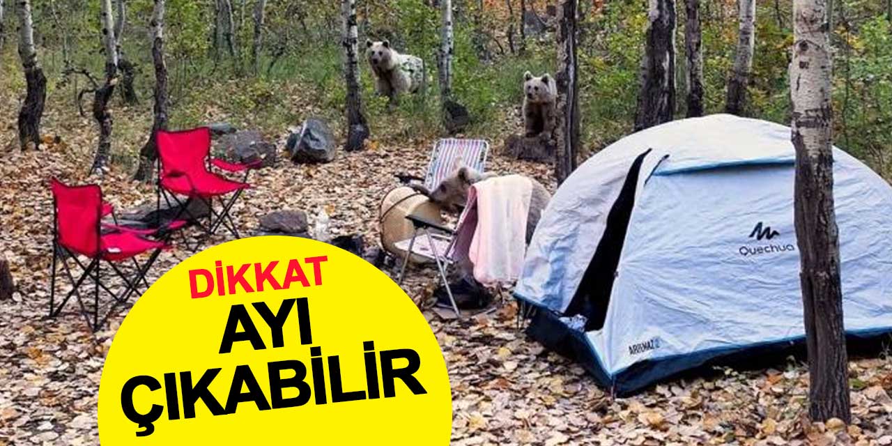 Gezmeye gideceklere uyarı: Dikkat ayı çıkabilir