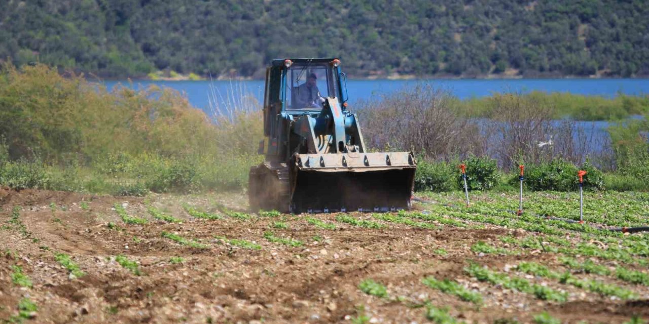 DSİ iş makineleri ekili arazileri dümdüz etti: Çiftçiler isyan etti