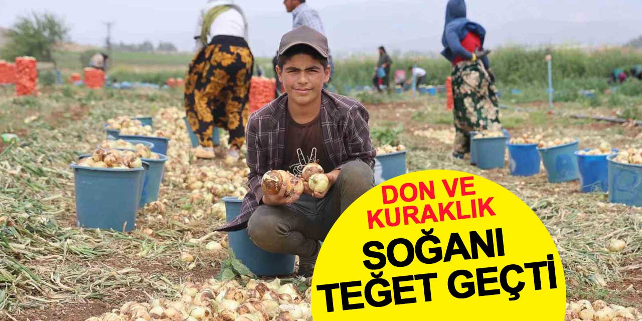 Don ve kuraklık soğanı teğet geçti: Tarlada 8 lira