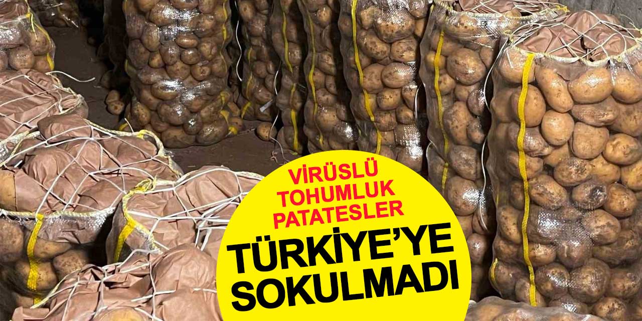 Virüslü tohumluk patatesler Türkiye’ye sokulmadı