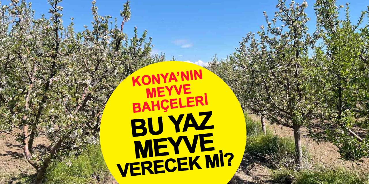 Konya'nın meyve bahçeleri bu yaz meyve verecek mi?