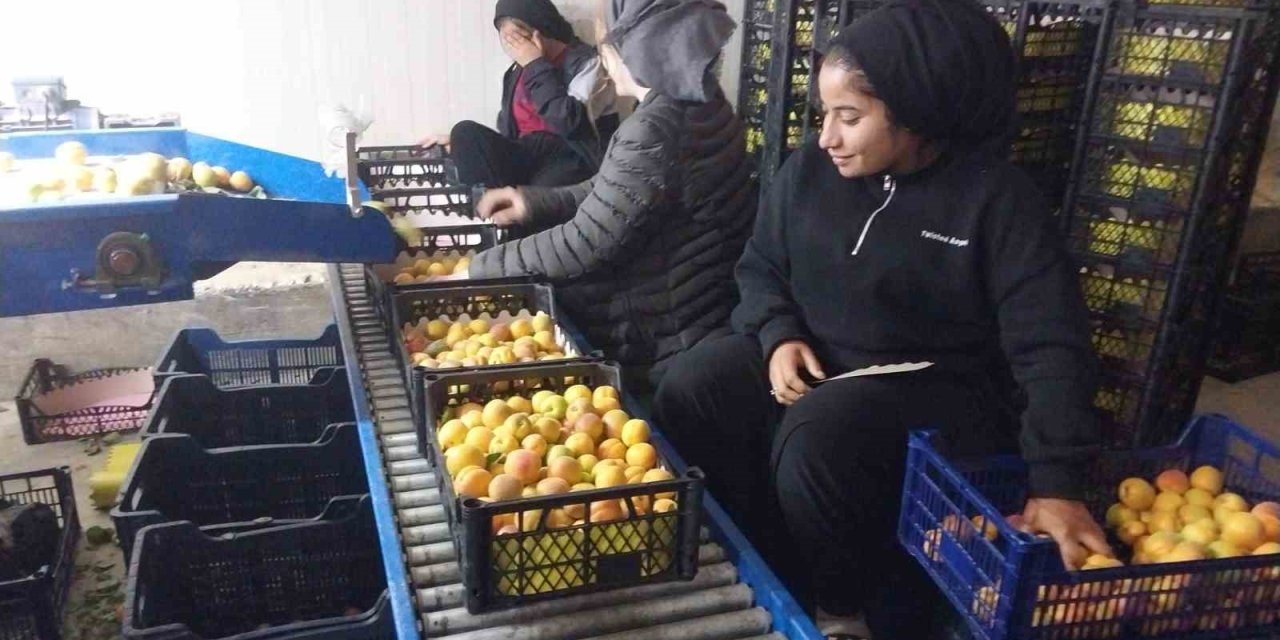 Mut’ta Kayısı Bereketi: İhracat Hızlandı, Fiyat Geriledi