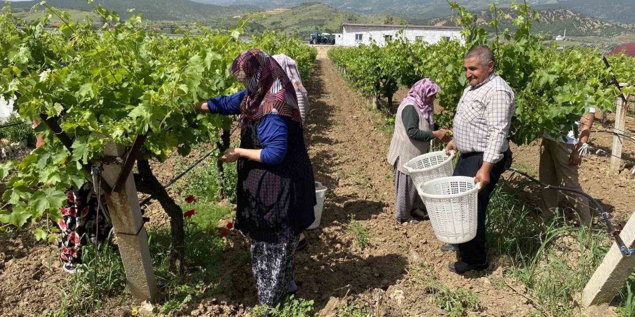 Üretici de tüketici de meyvenin değil yaprağın peşinde
