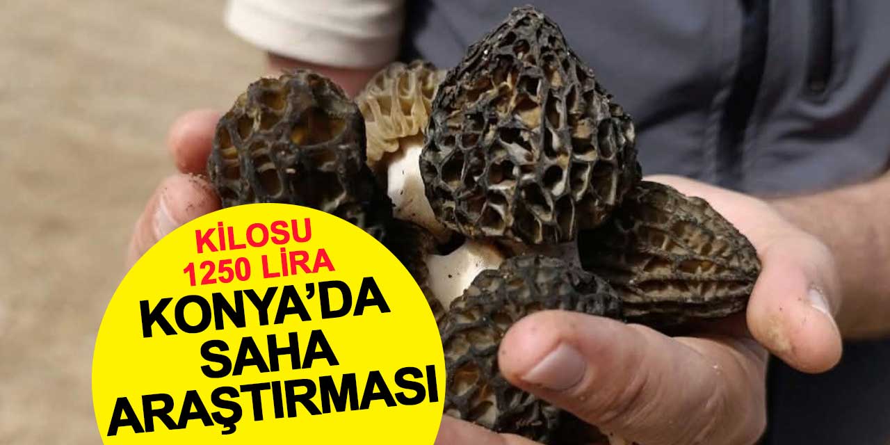 Konya'da Kuzu Göbeği araştırması: Kilosu 1250 lira