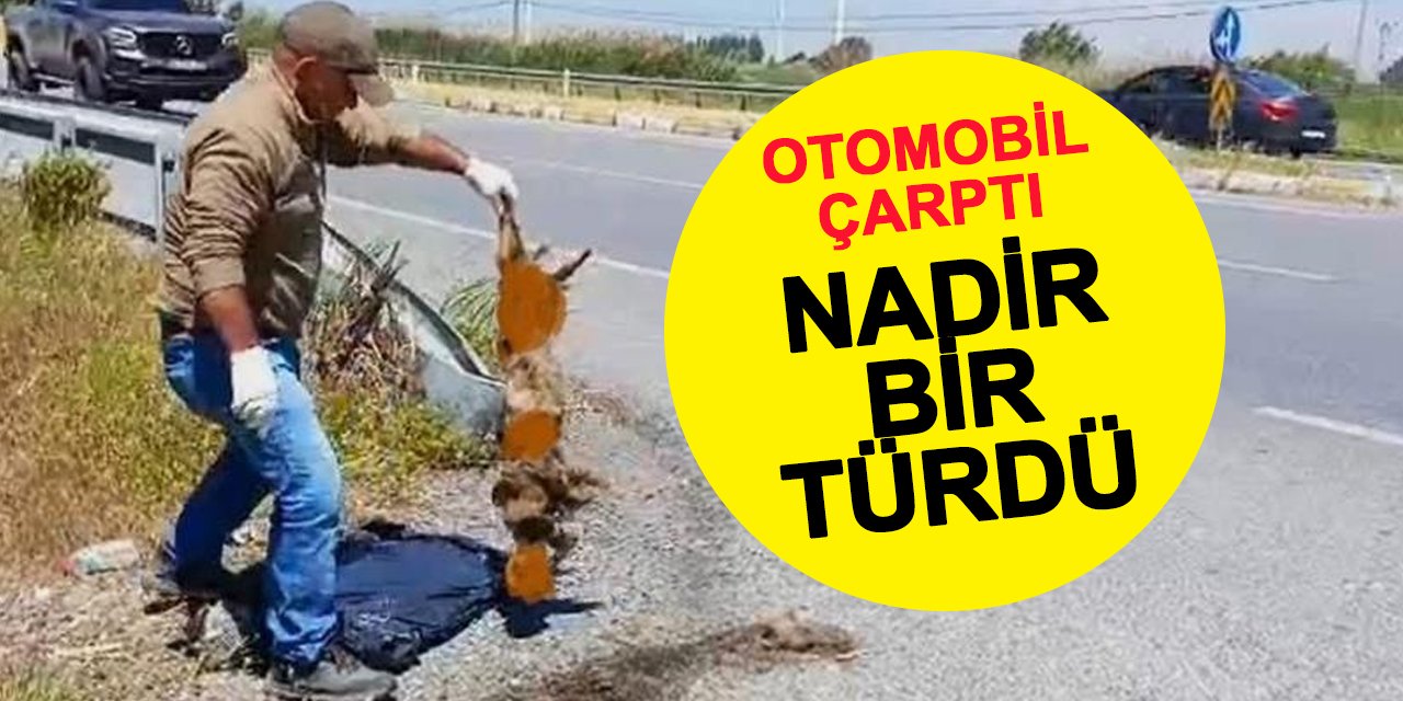 Menfezleri artırın çağrısı: Saz kedisi trafikte can verdi