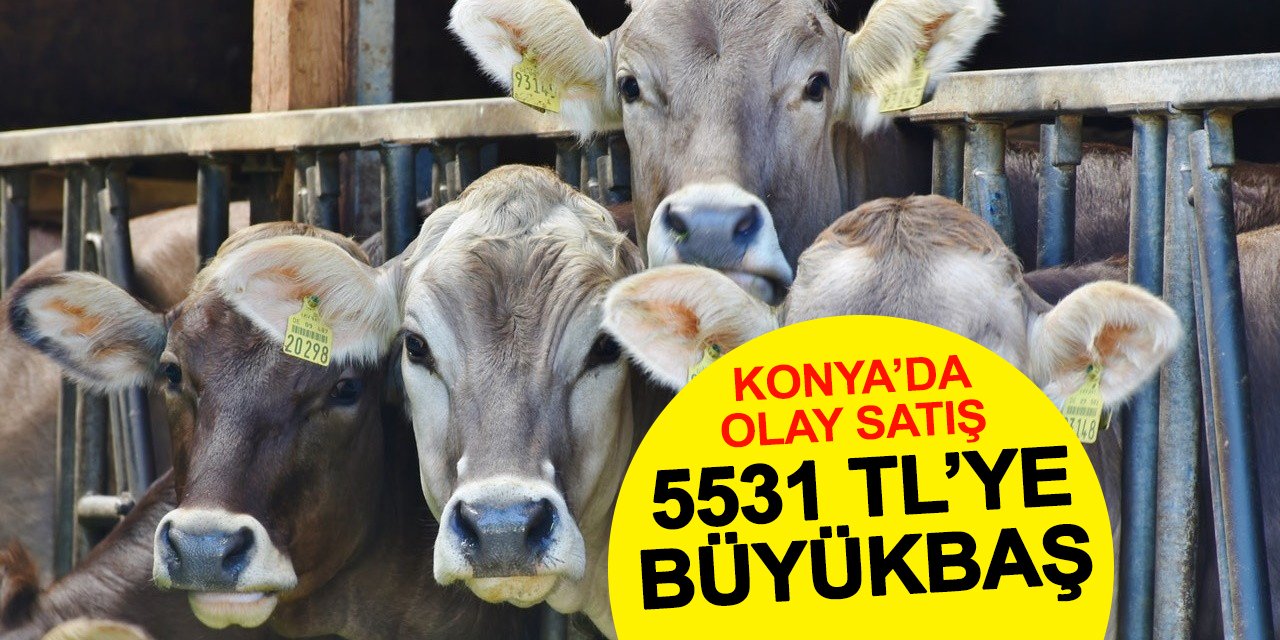 Konya'da 5 bin 531 TL'ye büyükbaş hayvan
