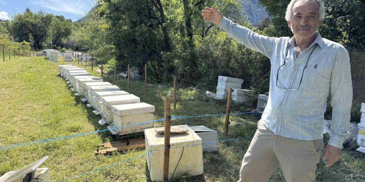 Arıcılar ayı nöbetinde: Kovanlar elektrikli telle çevrildi