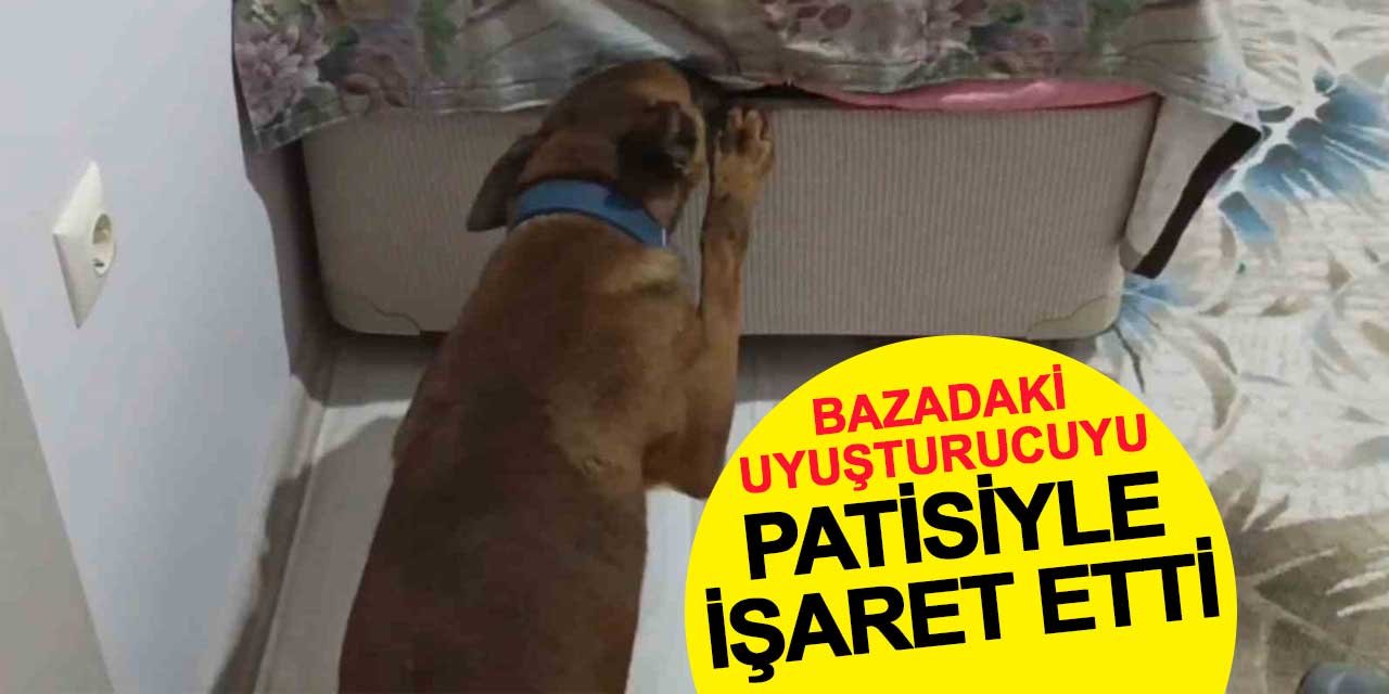 Bazadaki uyuşturucuyu patisiyle işaret etti
