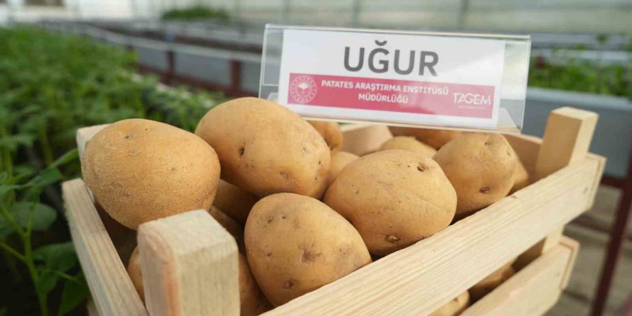 Yerli Cipslik Patates 'Uğur' Tescillendi