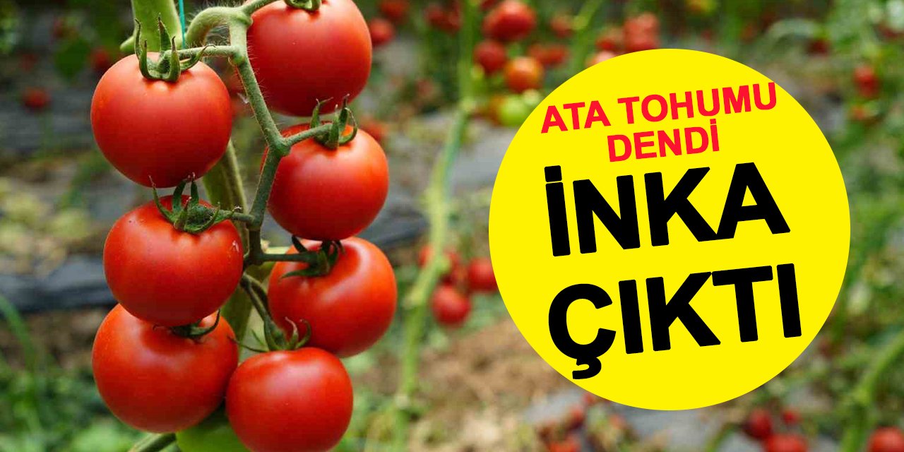 Osmanlı Frenk, biz 'ata tohumu' diyorduk aslı İnka çıktı!
