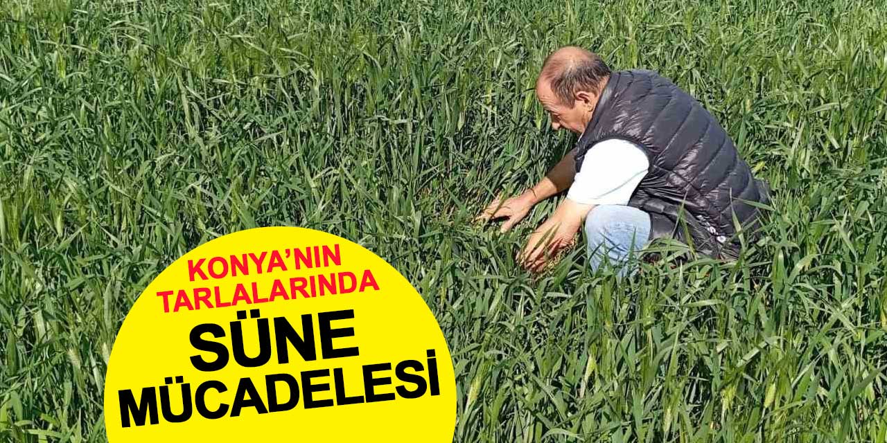 Tarlalarda Süne Zararlısına Karşı Mücadele Başladı