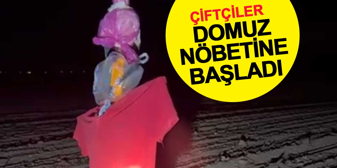 Konya’da çiftçiler domuz nöbetinde
