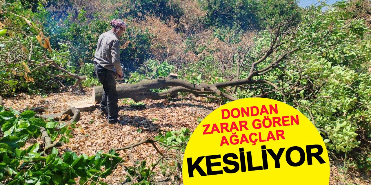 Çiftçi, dondan zarar gören ağaçlarını kesiyor