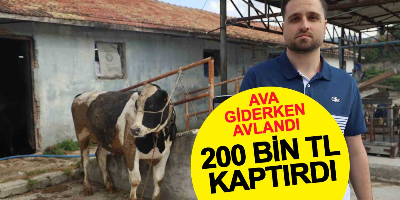 Ava giderken avlandı: Kurbanlık danaya 200 bin TL kaptırdı