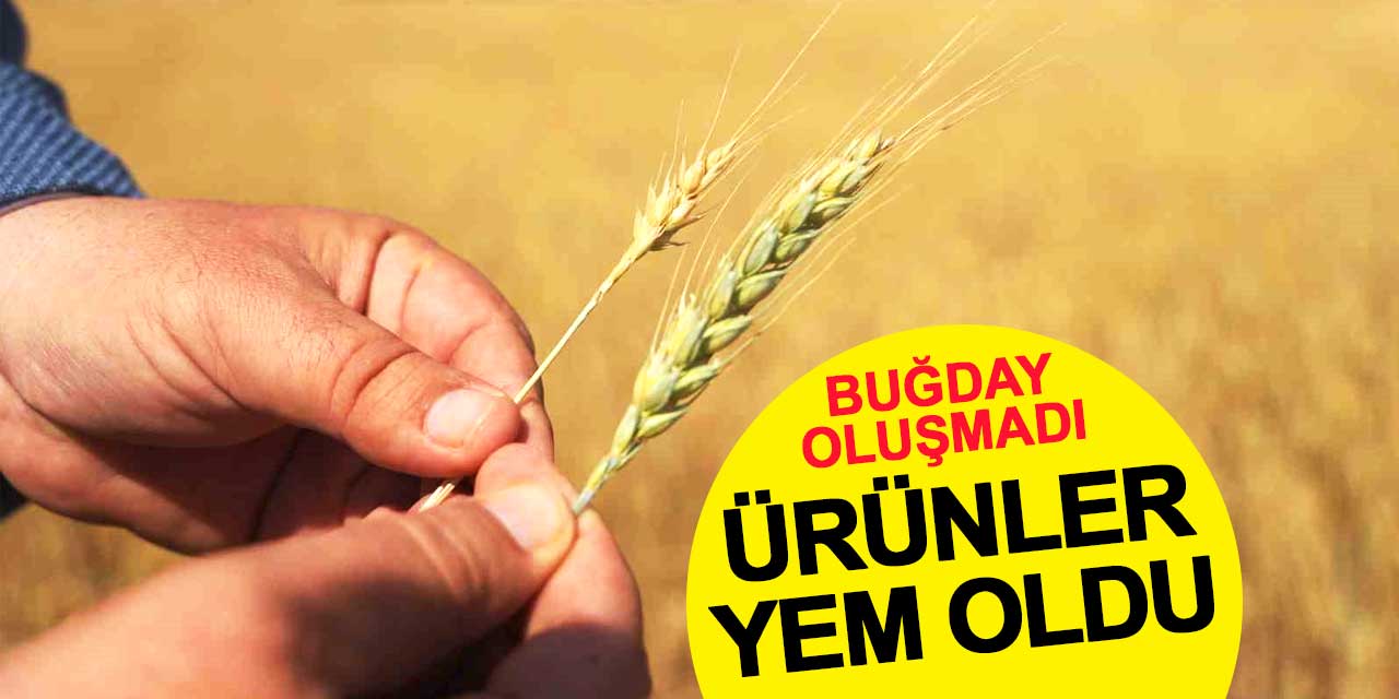 Buğday oluşmadı, ürünler hayvan yemi oldu