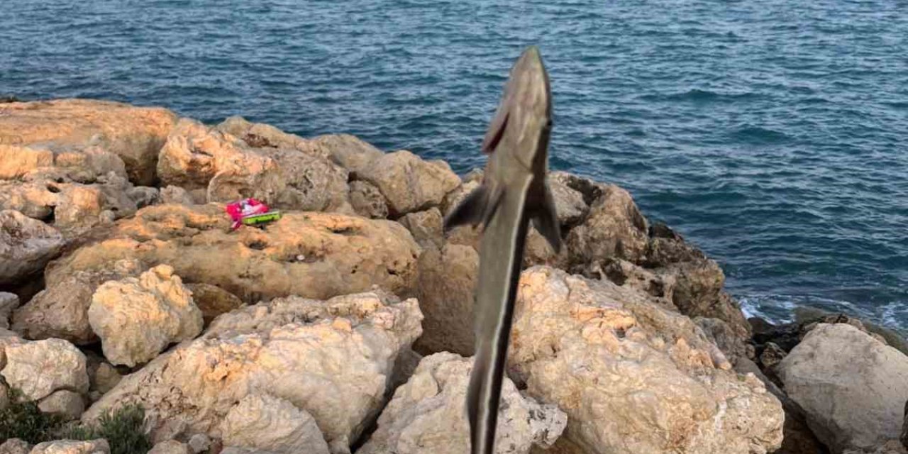 Kıyıdan oltasını attı, remora balığı yakaladı