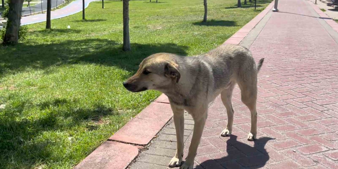 Başıboş köpekler parkta yürüyüş yaparken yakaladı